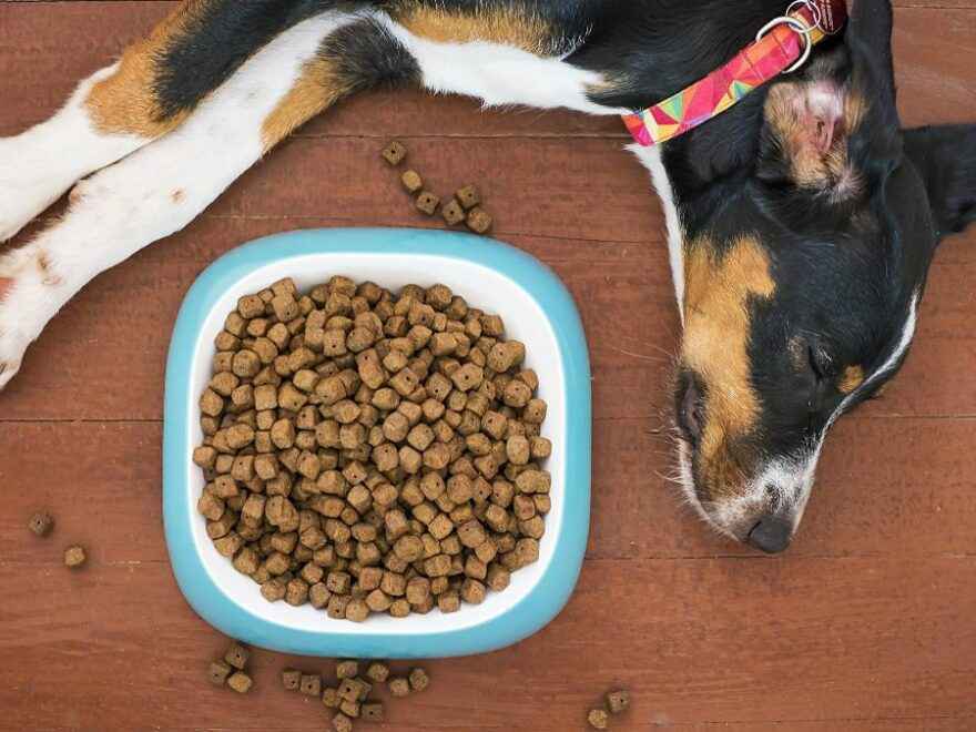 Veja os produtos pet mais procurados na internet