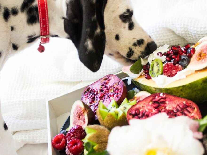 Frutas que os cães podem comer