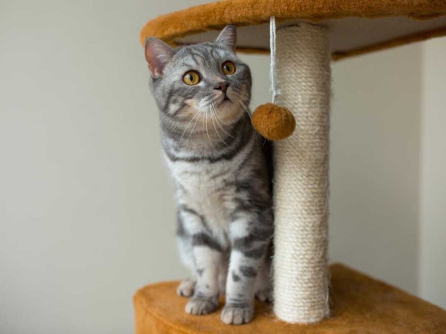 Dicas básicas para incentivar seu gato a usar o arranhador