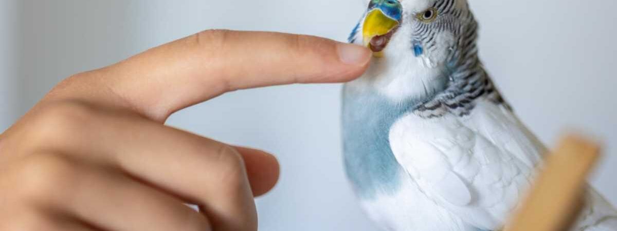 O que você precisa saber antes de ter um pássaro como pet: custos e cuidados básicos
