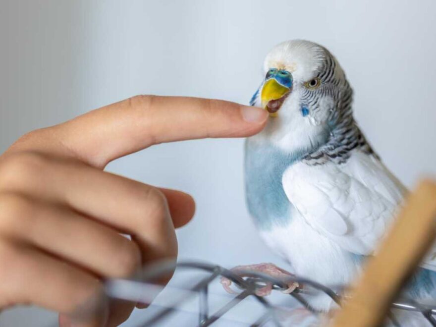 O que você precisa saber antes de ter um pássaro como pet: custos e cuidados básicos